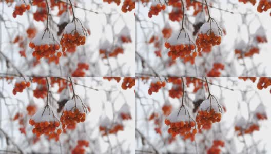 一束束成熟的红色荚蒾，在冬天被雪覆盖着高清在线视频素材下载