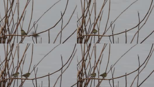 树枝上的糠，毛竹，鸟，食虫鸟，高清在线视频素材下载