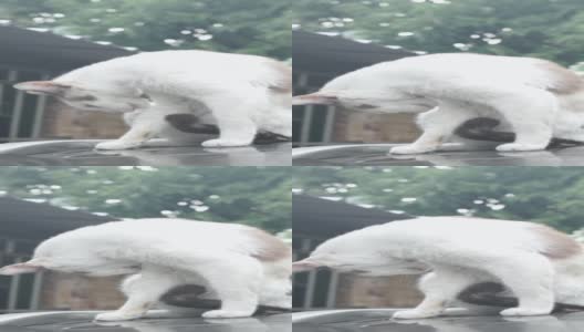 曼克斯猫在车顶上高清在线视频素材下载