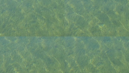 透明的底部有许多绿色藻类在泰根西湖，巴伐利亚。山中湖水清澈，阳光在其中闪耀高清在线视频素材下载