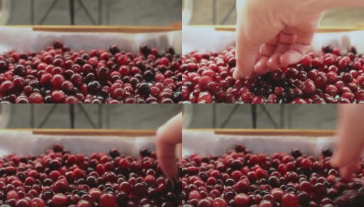 女人的手滑过蔓越莓，把坏莓拿走高清在线视频素材下载