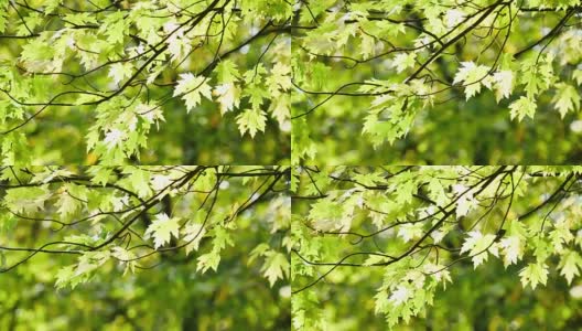 4K秋叶飘落，伦敦海德公园高清在线视频素材下载