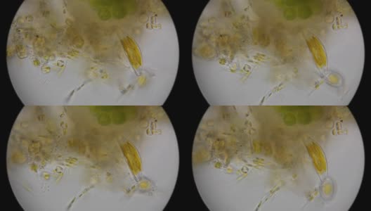 在显微镜下观察硅藻和微生物高清在线视频素材下载