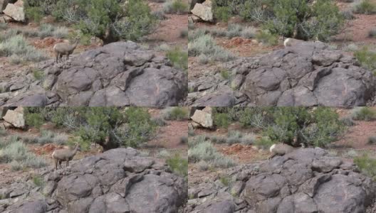 大角羊躲在岩石后面高清在线视频素材下载