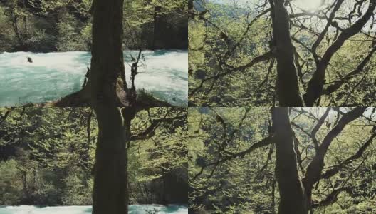 崎岖的山河和古老的树木在春天的森林里，映衬着明媚的阳光高清在线视频素材下载