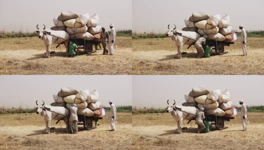 收割小麦后，农民把谷壳装到车上高清在线视频素材下载