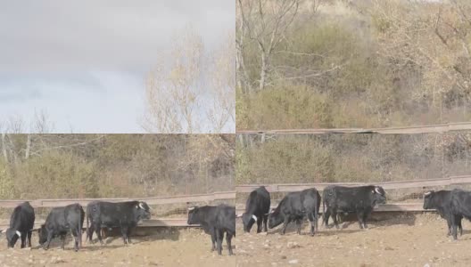 一群斗牛士在草地上吃草高清在线视频素材下载