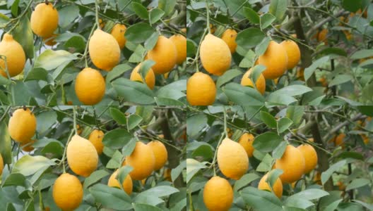 一棵柠檬树上有大量成熟的柠檬。在柠檬温室的树上收获成熟多汁的柠檬。花园里成熟的水果高清在线视频素材下载