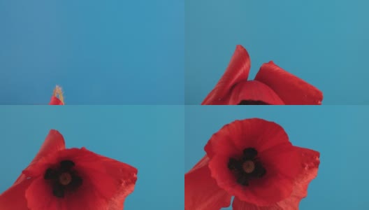 红色的罂粟花出现在蓝色的背景高清在线视频素材下载