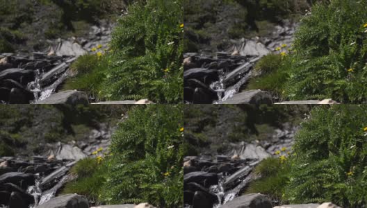 一条有黄色植物的融水的小河遇见了格勒·布卢曼高清在线视频素材下载