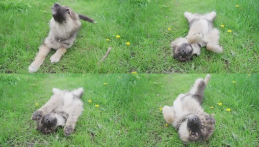 宠物狗躺在绿色的草地上玩耍。狗在街上闲逛高清在线视频素材下载