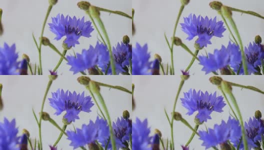 石竹类植物定。白底蓝花。高清在线视频素材下载