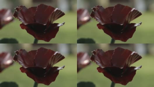 非常美丽的铁罂粟花高清在线视频素材下载