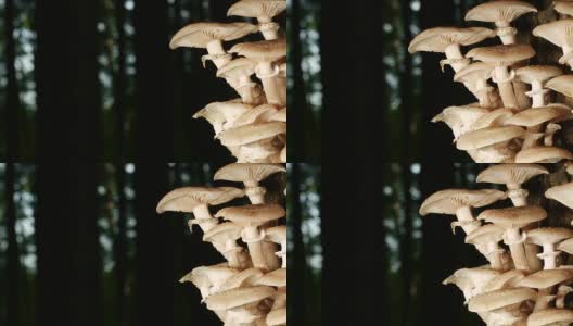 多莉:森林里的蘑菇高清在线视频素材下载