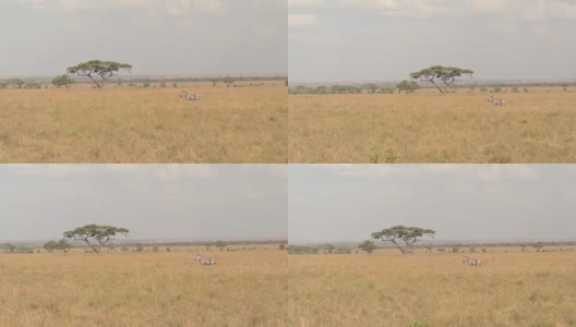 航拍:美丽孤独的斑马在非洲大草原开阔的田野上高清在线视频素材下载