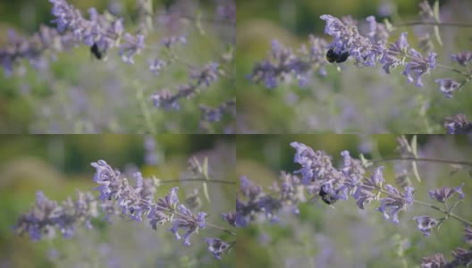 大黄蜂在蓝花上切花蜜。蜂鸟从一朵花飞到另一朵花。高清在线视频素材下载