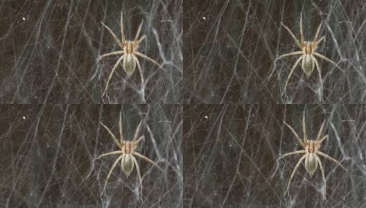 蜘蛛和蜘蛛网在风中摇摆高清在线视频素材下载