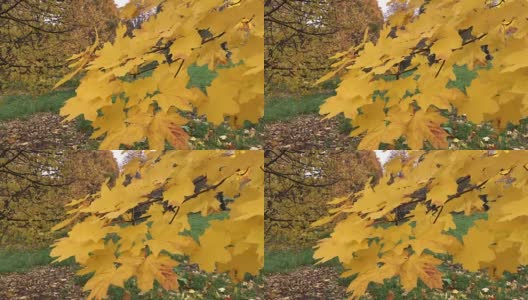 秋风吹拂着城市公园里树上枯黄的树叶。黄色的枫叶特写。附近是其他的落叶树。高清在线视频素材下载