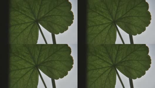 天竺葵叶子的细节高清在线视频素材下载