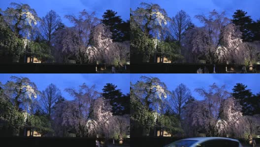 樱花的花,将日本秋田犬高清在线视频素材下载