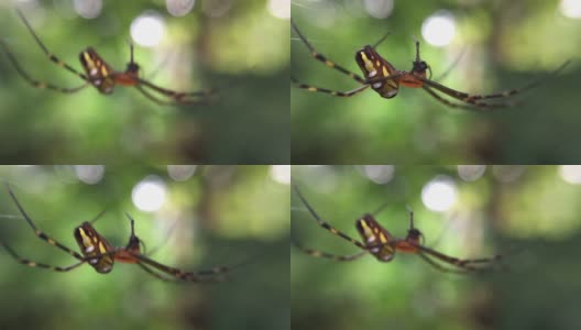 少年猎人蜘蛛在植物上织网高清在线视频素材下载