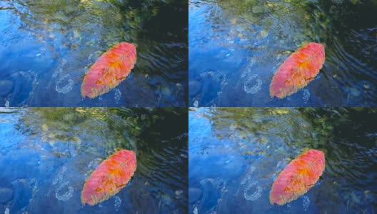 红色的落叶在水中高清在线视频素材下载
