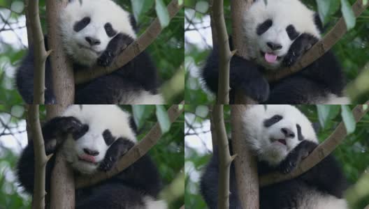 树上可爱的熊猫宝宝高清在线视频素材下载