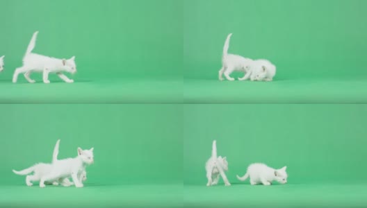 4K绿色屏幕上有两只白色小猫高清在线视频素材下载