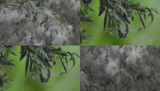 白柳(Salix alba)盛开高清在线视频素材下载