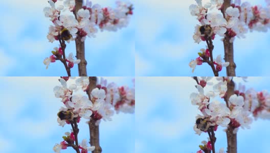 这是春天。蓝天下杏花枝。抽象模糊的背景。美丽的自然景色与开花的树木和阳光高清在线视频素材下载