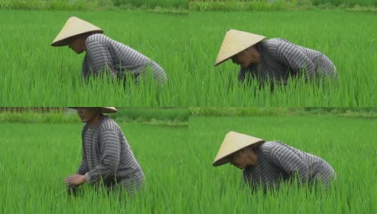 在稻田里工作的人高清在线视频素材下载