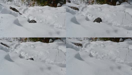 岩雷鸟觅食与有趣的雪山高清在线视频素材下载