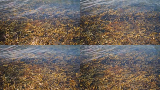 波在海藻高清在线视频素材下载