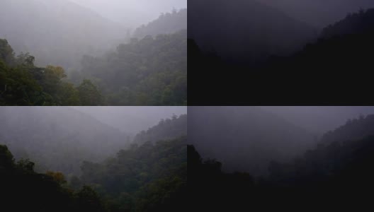 时间流逝的光消失在雾蒙蒙的澳大利亚雨林树冠高清在线视频素材下载
