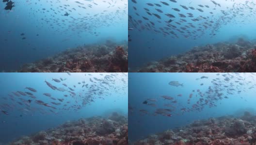 鱼群在暗礁上被追逐高清在线视频素材下载