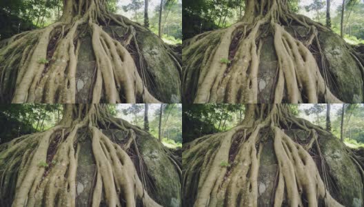 菩提树的底部视图，在一个森林在Munnar，印度高清在线视频素材下载