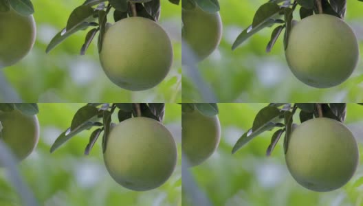 葡萄柚树，葡萄柚，结实，丰满高清在线视频素材下载