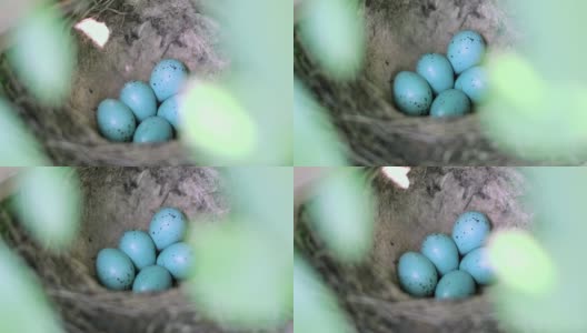 一窝有蓝蛋的画眉。Turdus philomelos。高清在线视频素材下载