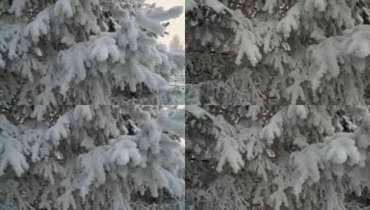 树枝上美丽的蓬松的雪。公园里覆盖着积雪的冷杉树。雪花从云杉树枝上美丽地飘落下来。冬天的童话，树在雪中囚禁。高清在线视频素材下载