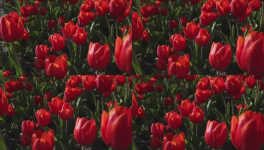 红色的郁金香在风中摇曳。春天的背景。大自然。红色的郁金香在风中摇曳。美丽的郁金香芽。郁金香现场特写高清在线视频素材下载