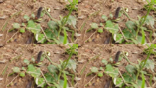 亚洲舞毒蛾。高清在线视频素材下载