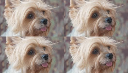 一只棕色的狗的肖像，约克夏梗犬嗅着等待食物。宠物狗粮。可爱的小狗嘴和突出的舌头。有选择性的重点。毛茸茸的狗高清在线视频素材下载