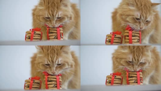 姜黄色的猫嗅着系着红丝带的圣诞饼干坐在桌子上高清在线视频素材下载