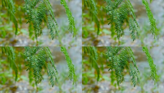 新鲜的绿色植物和雨滴，多莉拍摄高清在线视频素材下载