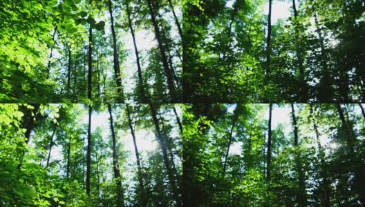 春天森林的万向节太阳穿过树梢(4K/超高清到高清)高清在线视频素材下载
