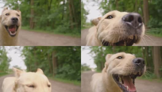 黄色拉布拉多寻回犬在土路上奔跑高清在线视频素材下载