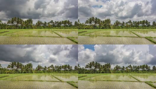 时间推移视频与美丽的强烈移动云反射到水稻农田的表面在热带巴厘岛，印尼在最高质量(4K/超高清高清)-库存视频高清在线视频素材下载