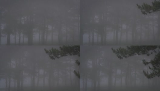 松树与雾在一个雨天高清在线视频素材下载