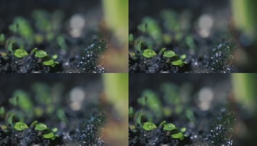 绿色的幼苗在雨中生长在地面上高清在线视频素材下载