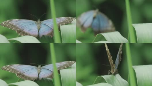 这是一只蓝色大闪蝶从叶子上起飞的惊人全貌高清在线视频素材下载